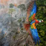 Faisol Nurrohman-Flight Through Fire