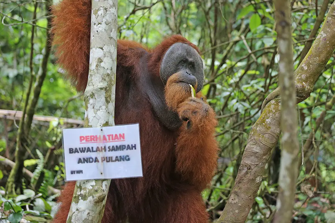 jangan-kotori-habitat-orangutan-dengan-sampahmu Arifin Al Alamudi-Jangan Kotori Habitat Orangutan dengan Sampahmu