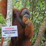 Arifin Al Alamudi-Jangan Kotori Habitat Orangutan dengan Sampahmu