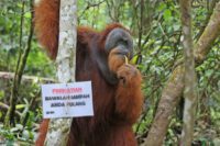 jangan-kotori-habitat-orangutan-dengan-sampahmu Arifin Al Alamudi-Jangan Kotori Habitat Orangutan dengan Sampahmu