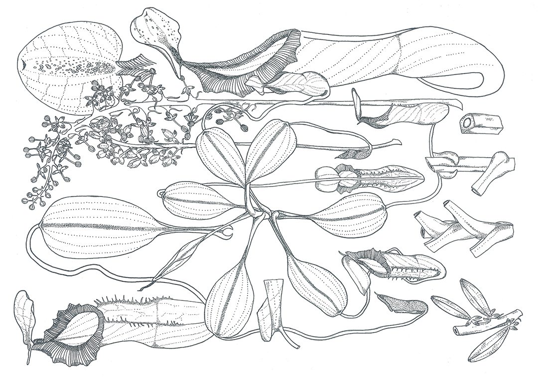 Nepenthes harauensis